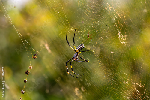 golden orb web spider with male spider © Craig