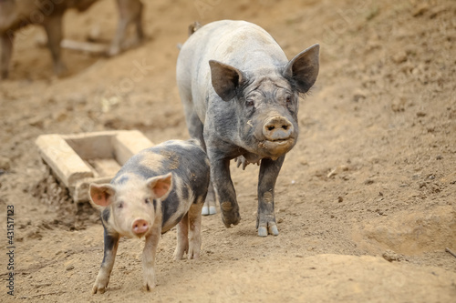 Porcos na fazenda.