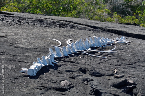 Bones of a whale on lava rock at Punta Espinoza, Fernandina Island, Galapagos, Ecuador photo