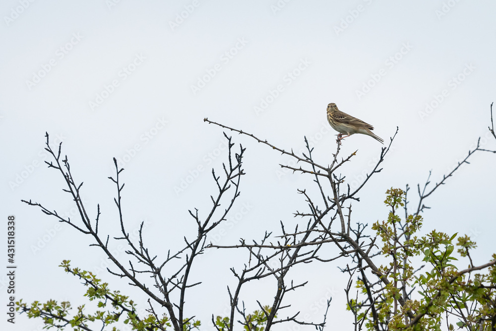 A tree pipit sitting on a bush A tree pipit sitting on a bush