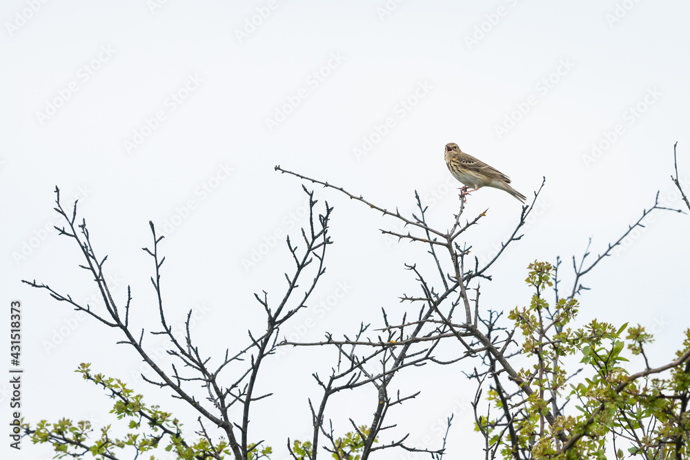A tree pipit sitting on a bush A tree pipit sitting on a bush