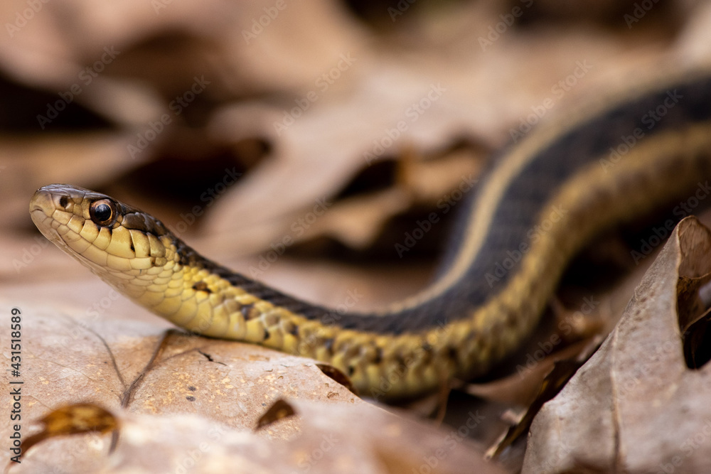 Garter snake slithering through the woods Garter snake slithering through the woods