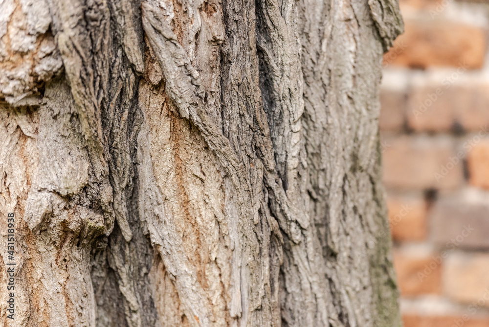 Old tree bark. Very old tree close up against a brick wall. Old tree bark. Very old tree close up against a brick wall.