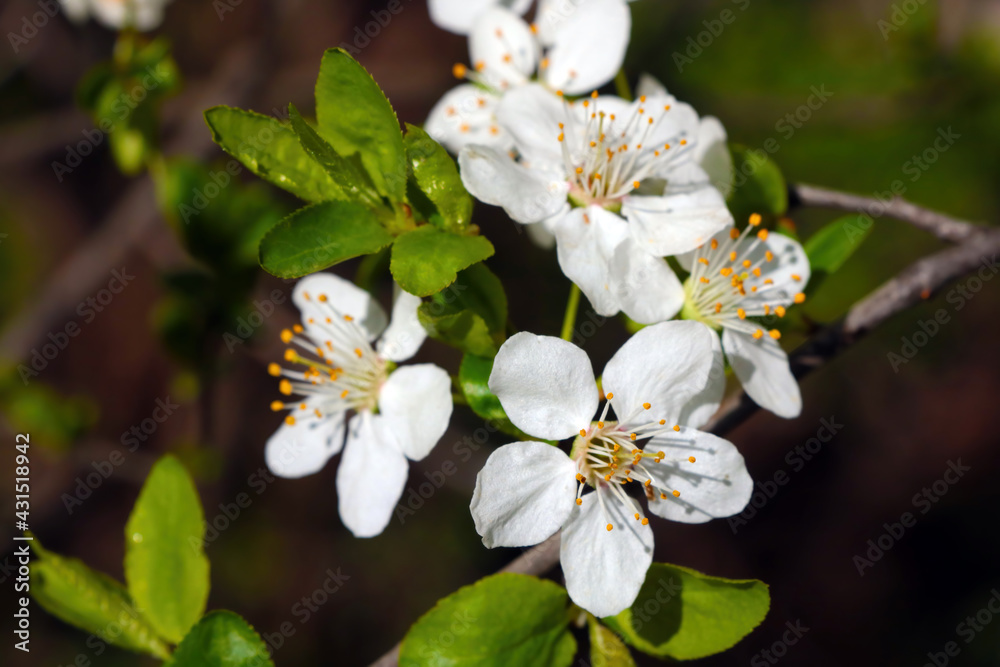 Close-up on a blossoming branch in spring in the park. Close-up on a blossoming branch in spring in the park.