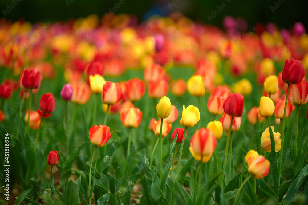 red and yellow tulips red and yellow tulips