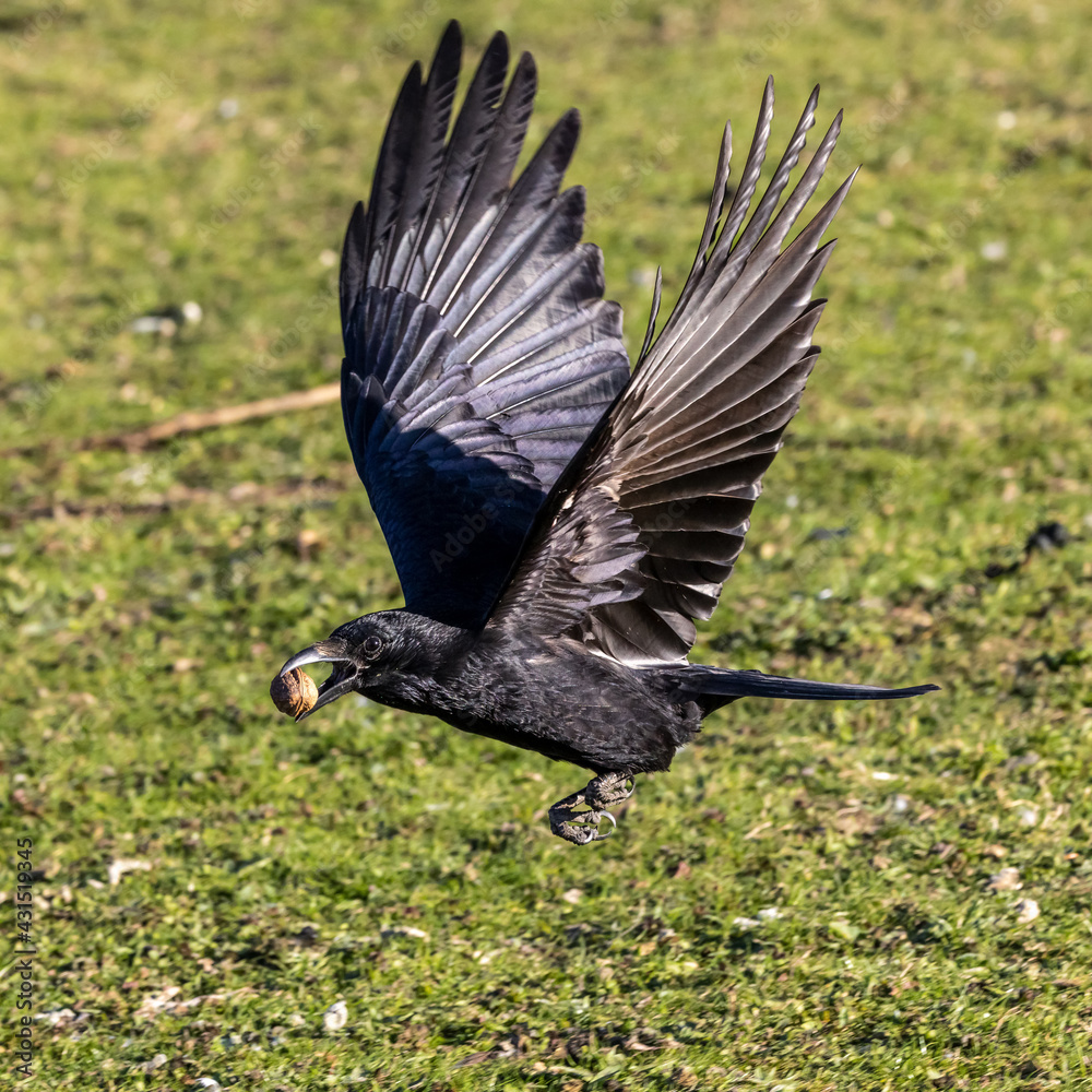 Fototapeta premium The Common Raven, Corvus corax flying at Kleinhesseloher Lake in Munich, Germany