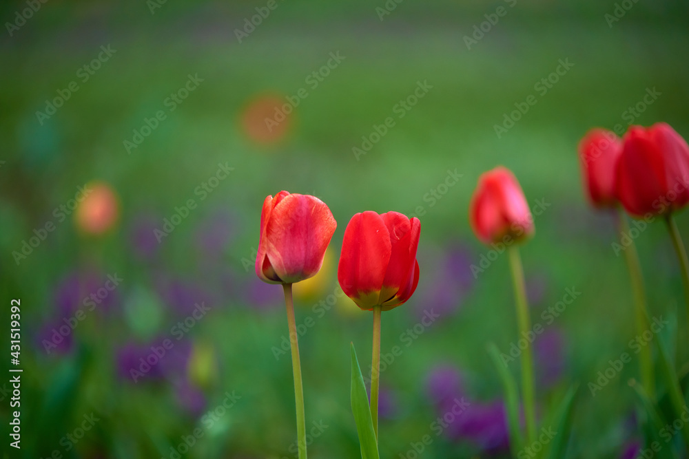 red tulips in the garden