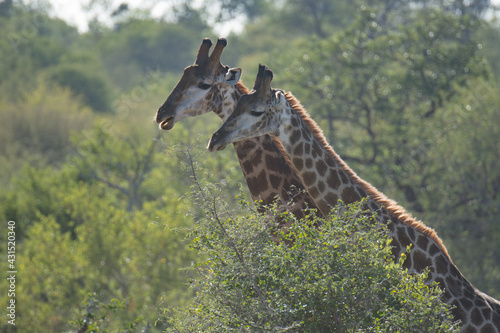 A pair of giraffes (Giraffa giraffa) sparring in the African bush