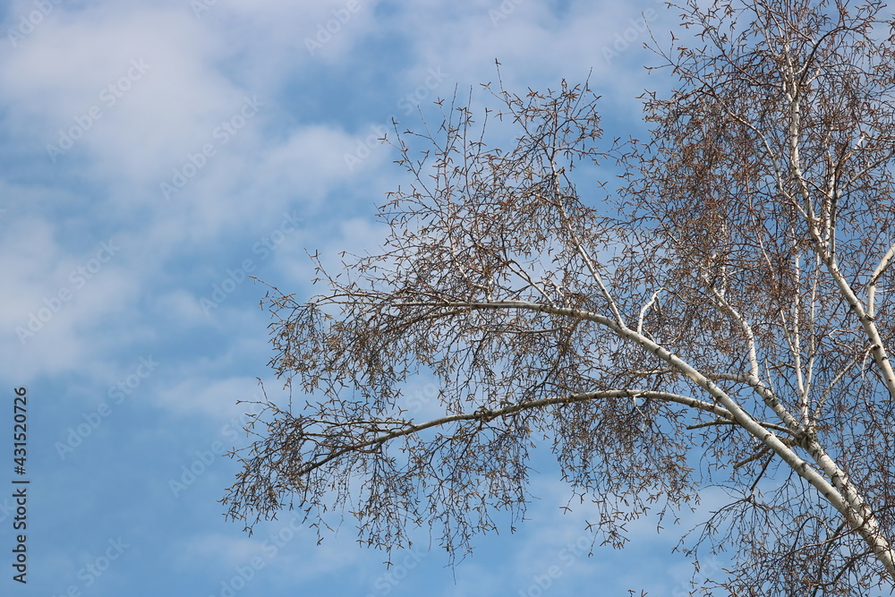 Fototapeta premium Tree Branches Against a Blue Sky
