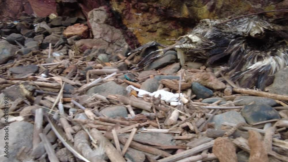 dead pelican on beach shore. Marine contamination dead pelican on beach shore. Marine contamination