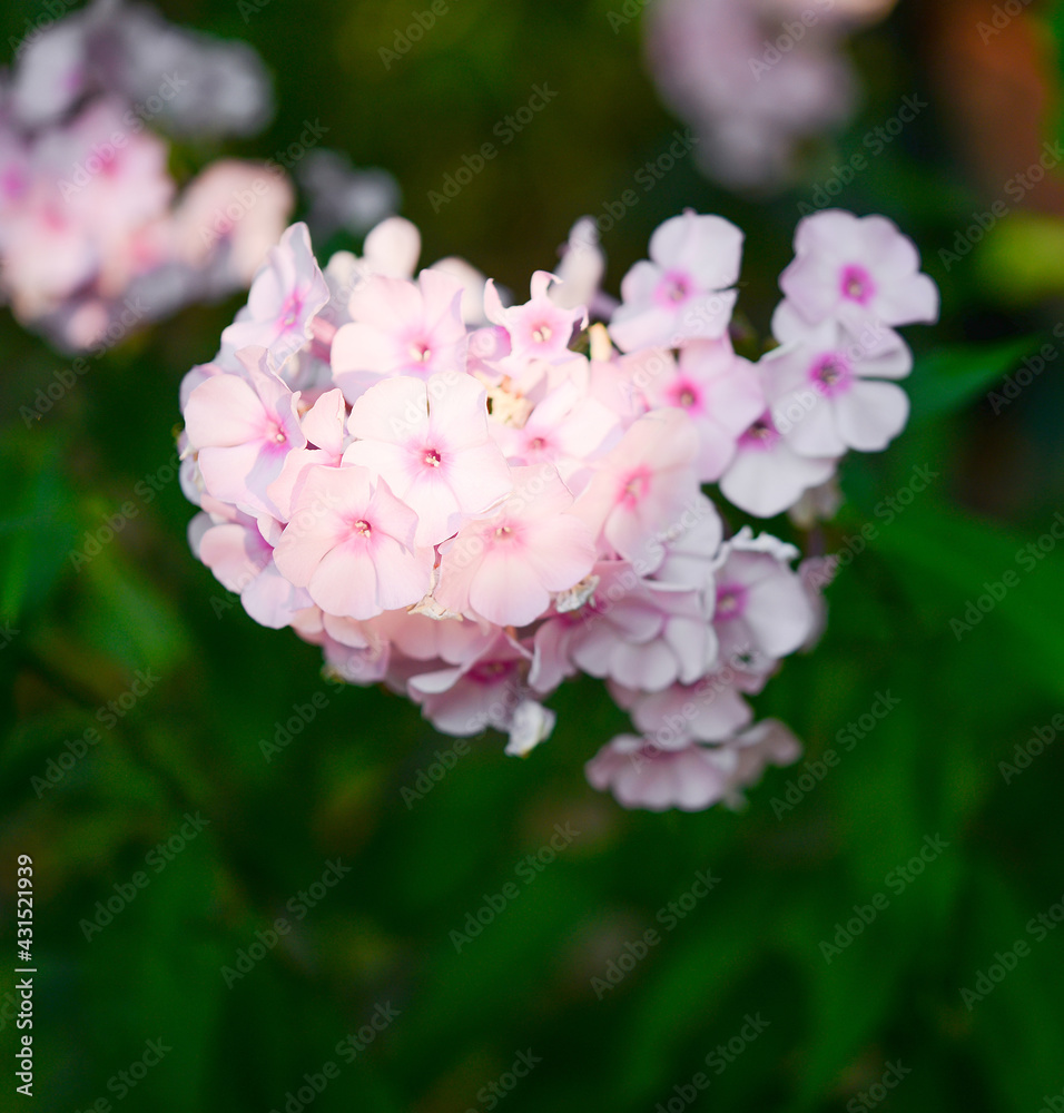 Garden phlox (Phlox paniculata), vivid summer flowers. Blooming branches of pink phlox in the garden on a sunny day. Soft blurred selective focus. Garden phlox (Phlox paniculata), vivid summer flowers. Blooming branches of pink phlox in the garden on a sunny day. Soft blurred selective focus.