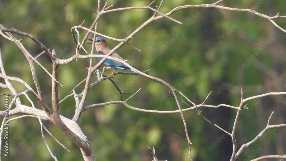 Indian roller in tree . Indian roller in tree .