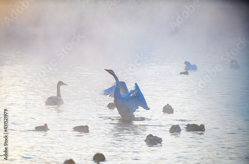White swans in the lake. Morning misty scene. Swans in a heart shape. (Cygnus olor) is a species of swan and a member of the waterfowl family Anatidae.