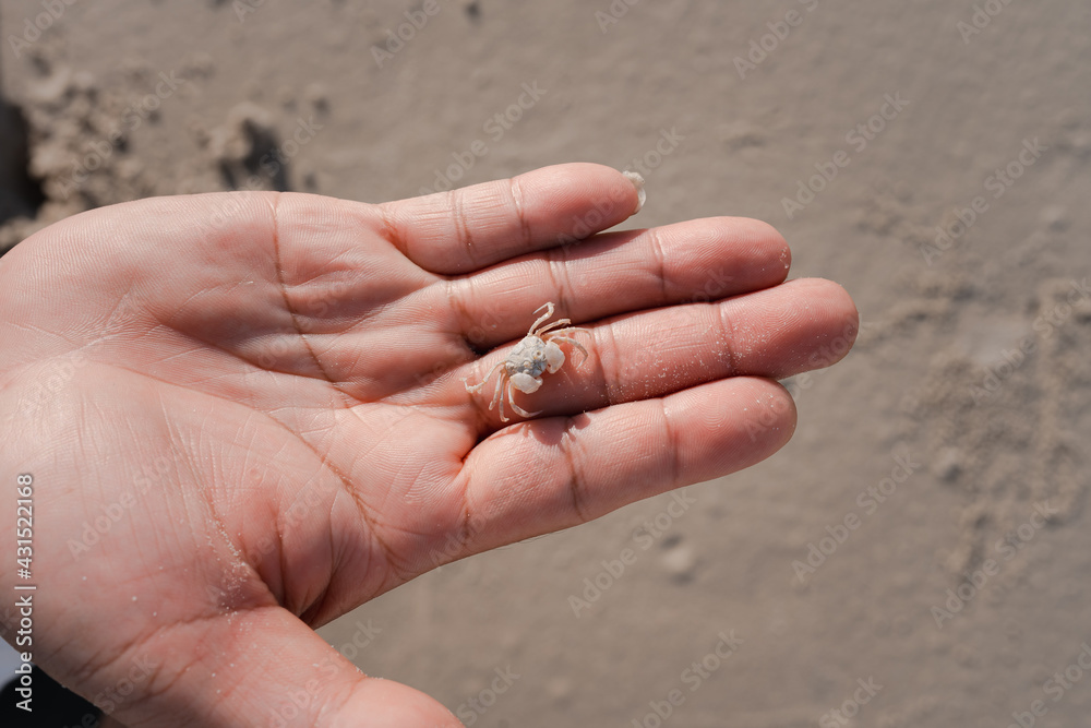 closeup small white ghost carb on man big hand palm with brown sand background, beach crab