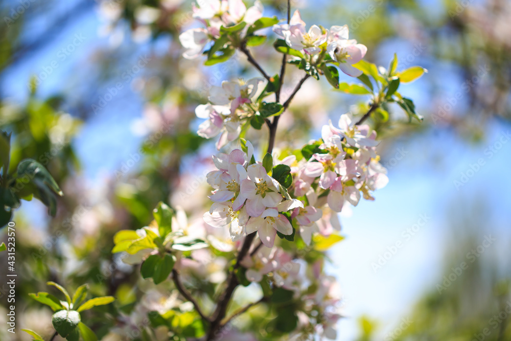 Apple blossoms over blurred nature background. Spring flowers. Spring Background.