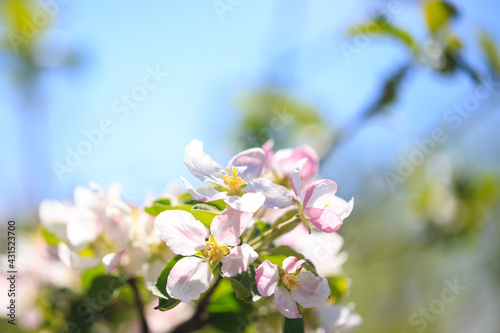 Apple blossoms over blurred nature background. Spring flowers. Spring Background. © Alwih