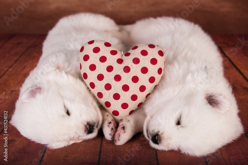 Two small one month old cute white Samoyed puppies dogs with red heart
