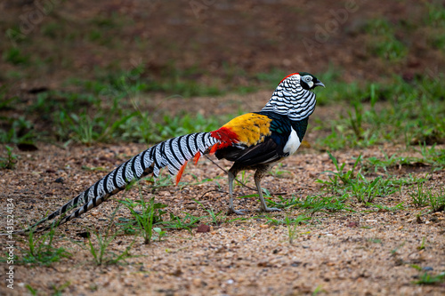 Lady Amherst 's Pheasant photo