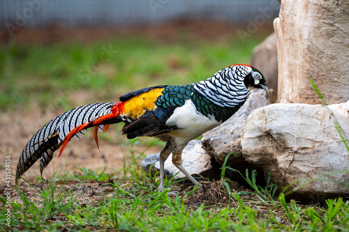 Lady Amherst 's Pheasant