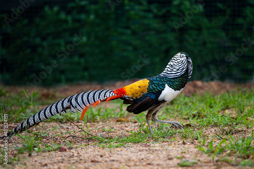 Lady Amherst 's Pheasant
