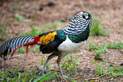 Lady Amherst 's Pheasant