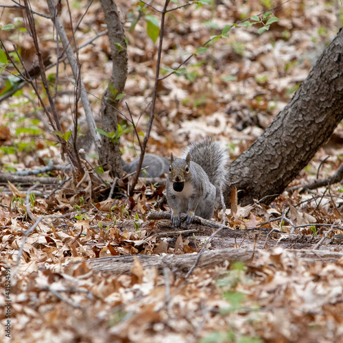 Squirrel leaping through the trees with acorn in mouth © Carrie