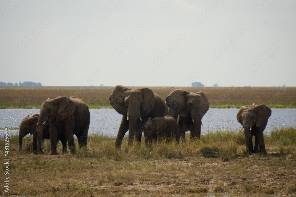 elephants with young calve at Chobe National Park, Botswana
