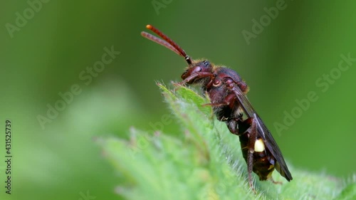 Yellow-shouldered Nomad Bee, Nomada Ferruginata on a leaf photo