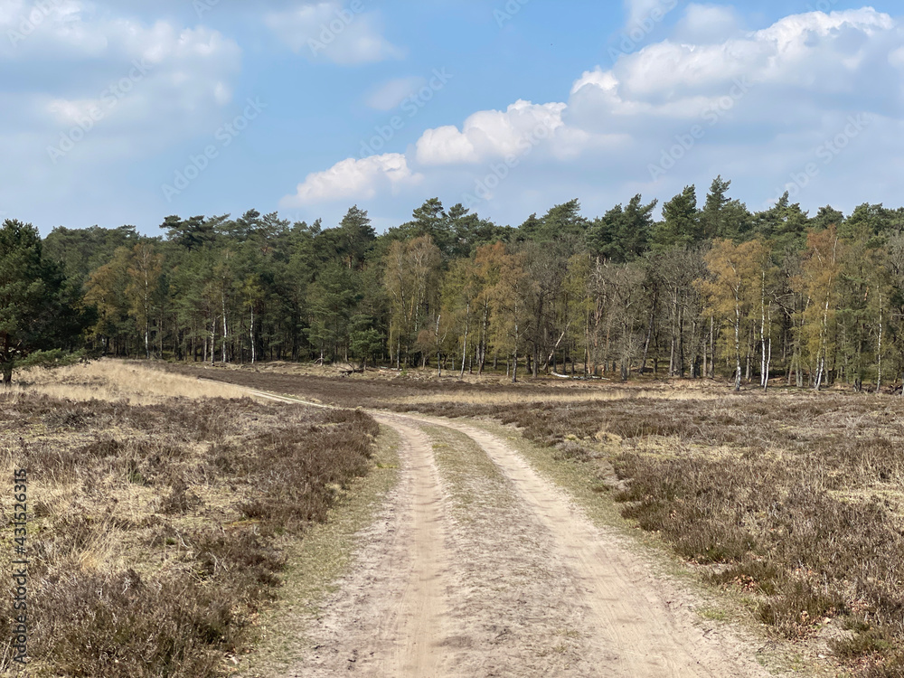 Sand path at the hoge veluwe national park Sand path at the hoge veluwe national park
