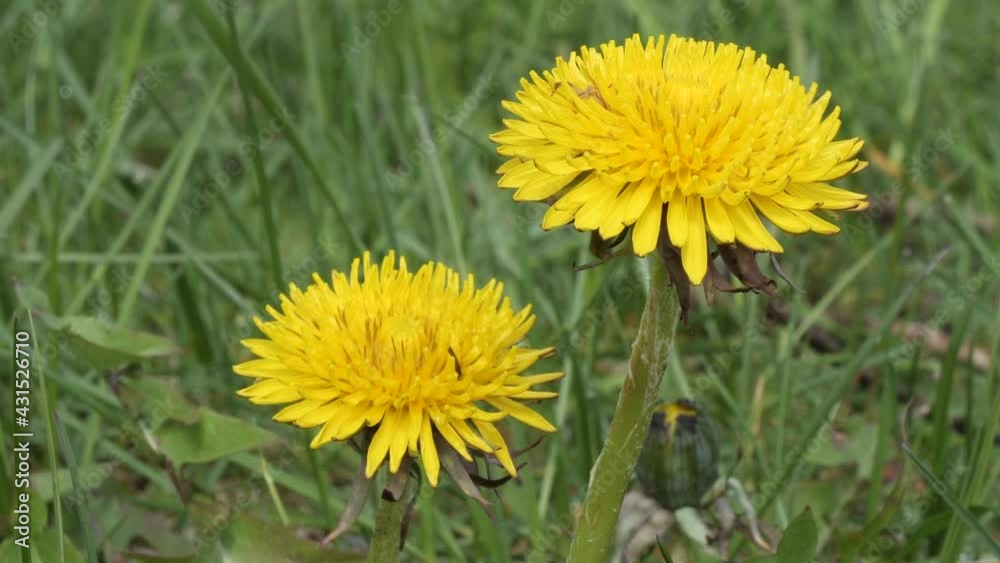 spring young yellow dandelions on a green meadow spring young yellow dandelions on a green meadow