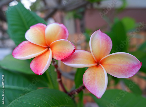 Colorful Plumeria flowers blooming in the summer