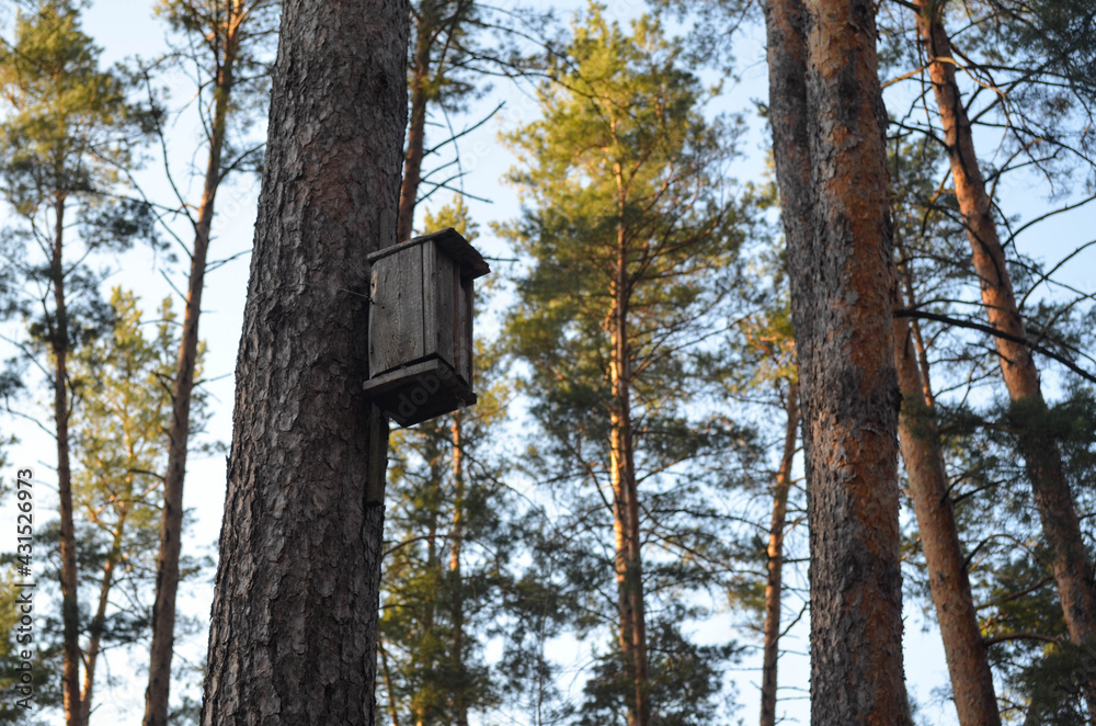Birdhouse on a pine tree in the forest. Beautiful nature  and a nesting box on the tree. 