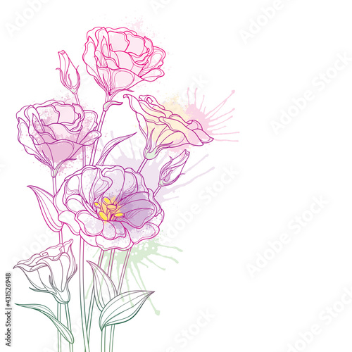 Corner bouquet of outline Eustoma or Lisianthus flower and bud in pastel pink isolated on white background.