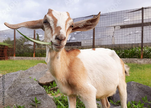 goat and sheep farm photo