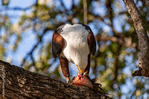 African Fish-eagle eating in a tree