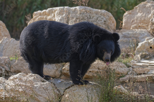 Ours du Tibet