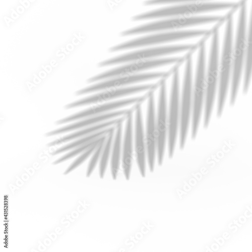 Palm leaf shadow overlay effect. 3d rendering.