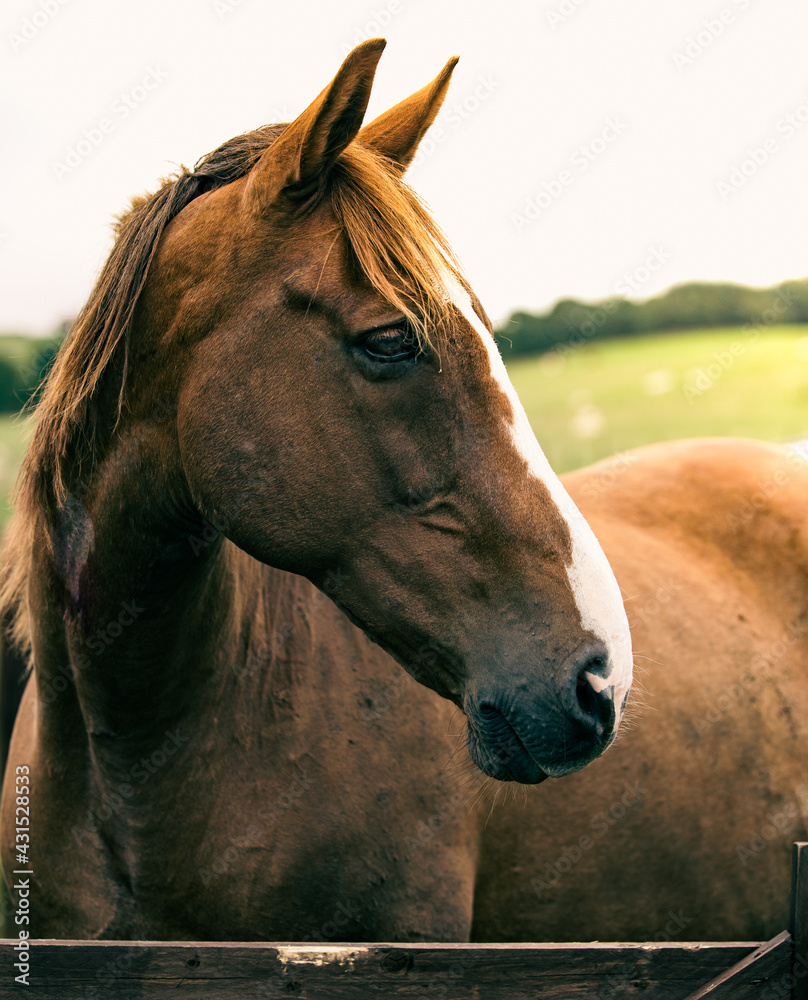 Obraz premium Warm light horse