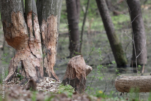 Beavers in a swamp in the forest are cutting down trees for the construction of a dam. 