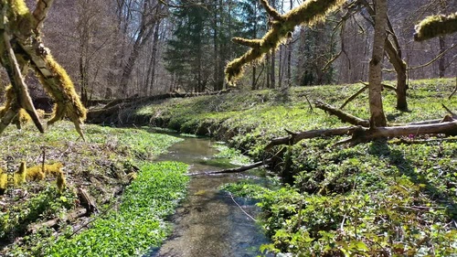 Frühlingserwachen im Wald - Kamerafahrt
