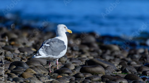 seagull at beach