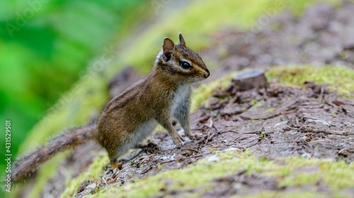 chipmunk on fallen tree trunk