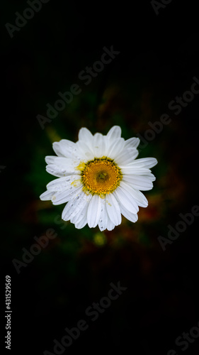 daisy with raindrops on petals