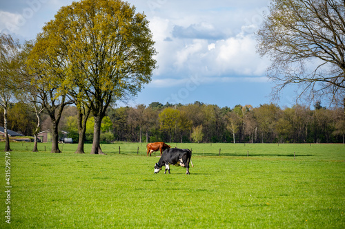 Dutch cows enjoying the spring sun. © Kevin