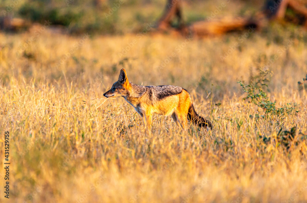 Fototapeta premium Black backed Jackal