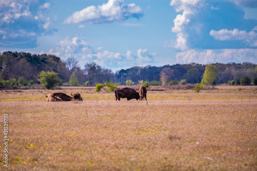 Wisent grazing while enjoying the spring sun.