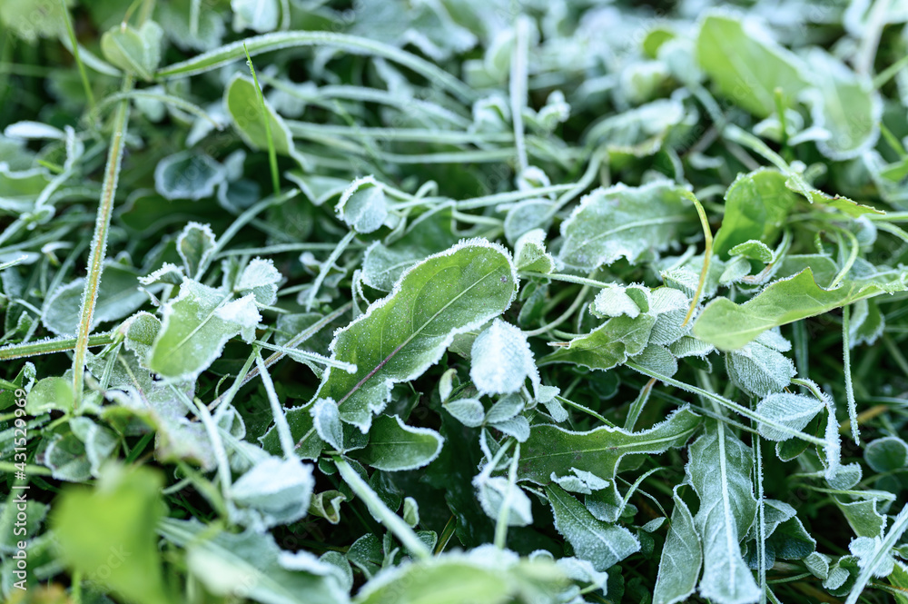 green grass with morning hoarfrost in garden, frozen grass with frost on meadow at sunrise. textured pattern of natural background green grass with morning hoarfrost in garden, frozen grass with frost on meadow at sunrise. textured pattern of natural background