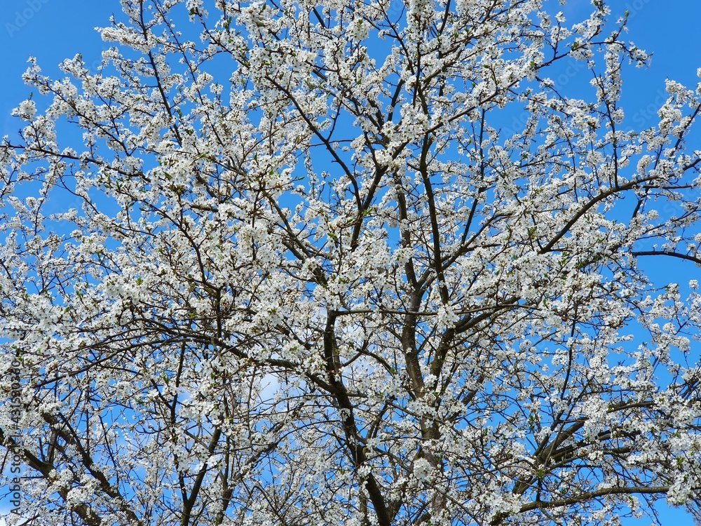 Blooming crown of a mirabelle tree on a background of blue sky, close up Blooming crown of a mirabelle tree on a background of blue sky, close up