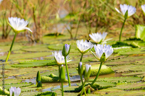 water Lilly