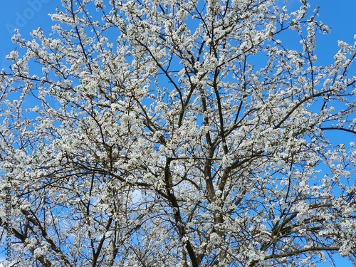 Blooming crown of a mirabelle tree on a background of blue sky, close up